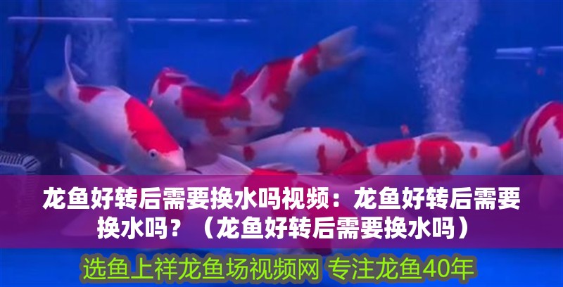 龍魚好轉后需要換水嗎視頻：龍魚好轉后需要換水嗎？（龍魚好轉后需要換水嗎）