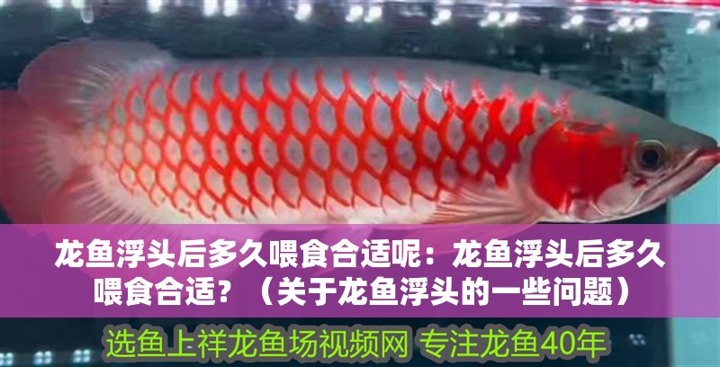龍魚浮頭后多久喂食合適呢：龍魚浮頭后多久喂食合適？（關于龍魚浮頭的一些問題）