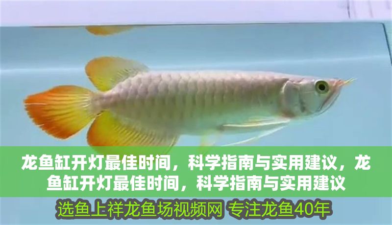 龍魚缸開燈最佳時(shí)間，科學(xué)指南與實(shí)用建議，龍魚缸開燈最佳時(shí)間，科學(xué)指南與實(shí)用建議
