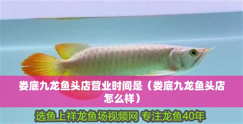 婁底九龍魚頭店營業時間是（婁底九龍魚頭店怎么樣）