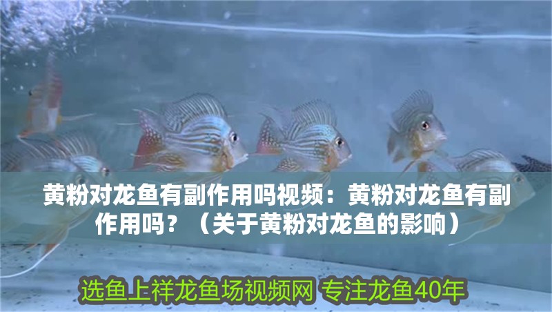 黃粉對龍魚有副作用嗎視頻：黃粉對龍魚有副作用嗎？（關(guān)于黃粉對龍魚的影響） 黃粉對龍魚有副作用嗎視頻：黃粉對龍魚有副作用嗎？（關(guān)于黃粉對龍魚的影響） 水族問答