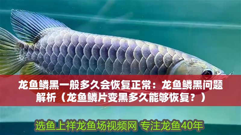 龍魚鱗黑一般多久會恢復(fù)正常：龍魚鱗黑問題解析（龍魚鱗片變黑多久能夠恢復(fù)？）