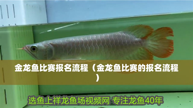 金龍魚比賽報名流程（金龍魚比賽的報名流程）