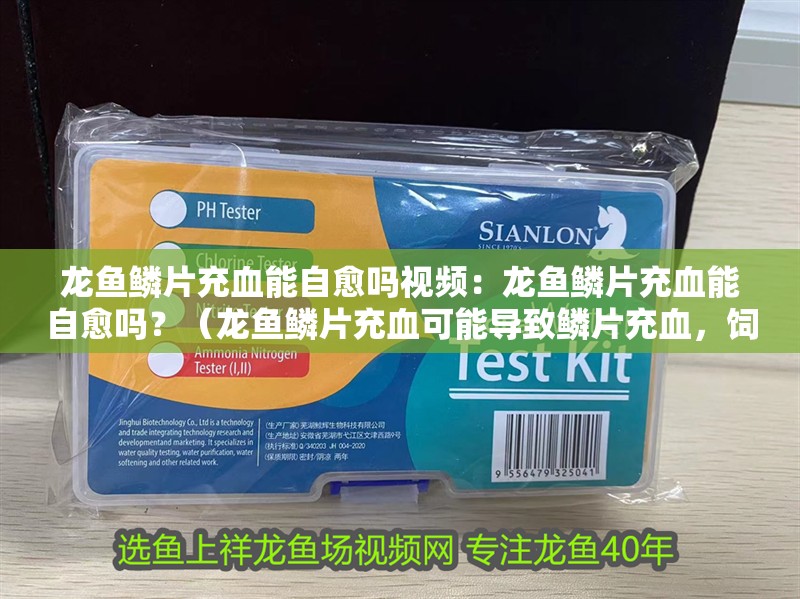 龍魚鱗片充血能自愈嗎視頻：龍魚鱗片充血能自愈嗎？（龍魚鱗片充血可能導(dǎo)致鱗片充血，飼養(yǎng)者應(yīng)注意的問題）