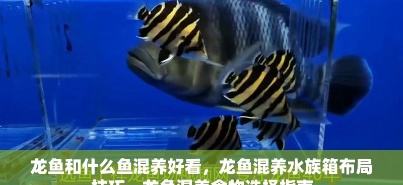 龍魚和什么魚混養好看，龍魚混養水族箱布局技巧，龍魚混養食物選擇指南
