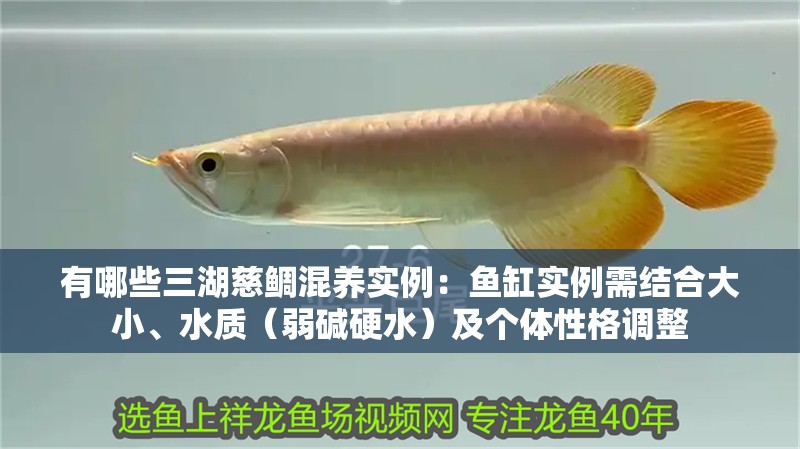 有哪些三湖慈鯛混養(yǎng)實(shí)例：魚缸實(shí)例需結(jié)合大小、水質(zhì)（弱堿硬水）及個體性格調(diào)整