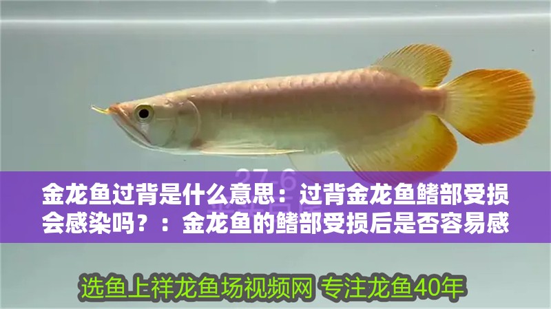 金龍魚過背是什么意思：過背金龍魚鰭部受損會感染嗎？：金龍魚的鰭部受損后是否容易感染，養(yǎng)殖者應(yīng)采取有效預(yù)防措施