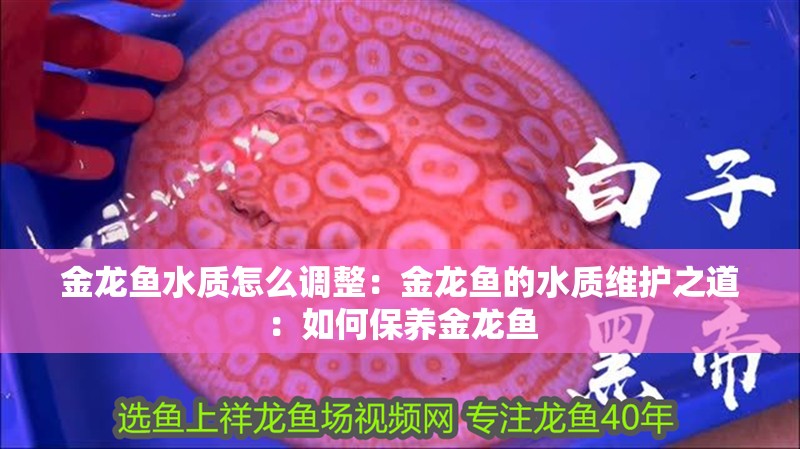 金龍魚水質怎么調整：金龍魚的水質維護之道：如何保養金龍魚