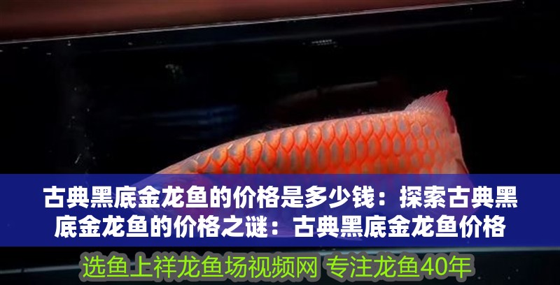 古典黑底金龍魚的價格是多少錢：探索古典黑底金龍魚的價格之謎：古典黑底金龍魚價格