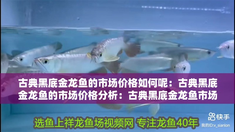 古典黑底金龍魚的市場價格如何呢：古典黑底金龍魚的市場價格分析：古典黑底金龍魚市場價格分析古典黑底金龍魚市場價格