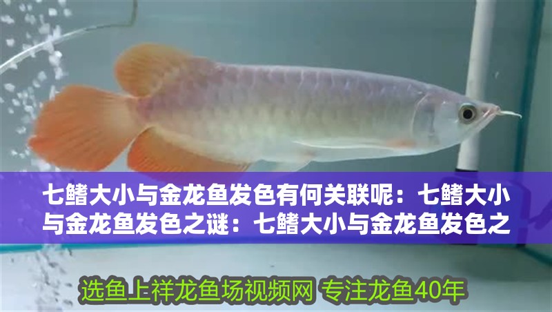七鰭大小與金龍魚發色有何關聯呢：七鰭大小與金龍魚發色之謎：七鰭大小與金龍魚發色之謎