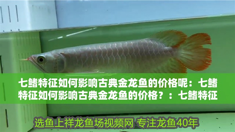 七鰭特征如何影響古典金龍魚的價格呢：七鰭特征如何影響古典金龍魚的價格？：七鰭特征對古典金龍魚價格的影響