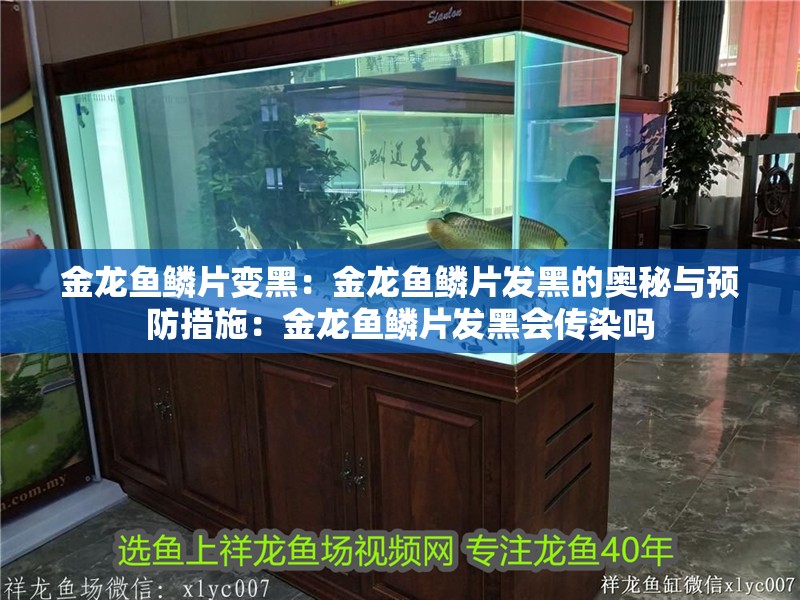 金龍魚鱗片變黑：金龍魚鱗片發黑的奧秘與預防措施：金龍魚鱗片發黑會傳染嗎