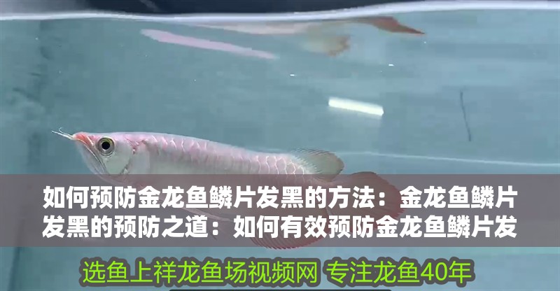 如何預防金龍魚鱗片發黑的方法：金龍魚鱗片發黑的預防之道：如何有效預防金龍魚鱗片發黑