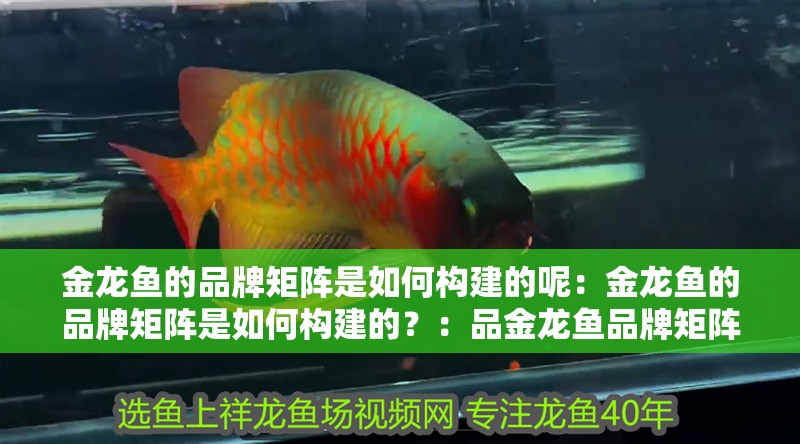 金龍魚的品牌矩陣是如何構(gòu)建的呢：金龍魚的品牌矩陣是如何構(gòu)建的？：品金龍魚品牌矩陣的構(gòu)建