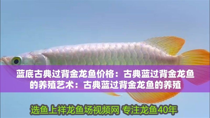 藍底古典過背金龍魚價格：古典藍過背金龍魚的養殖藝術：古典藍過背金龍魚的養殖