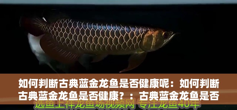如何判斷古典藍(lán)金龍魚(yú)是否健康呢：如何判斷古典藍(lán)金龍魚(yú)是否健康？：古典藍(lán)金龍魚(yú)是否處于良好的健康狀況