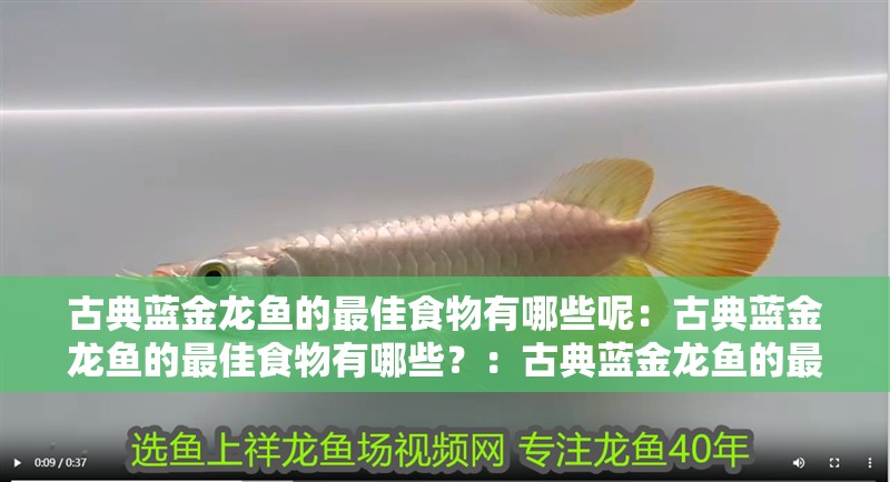 古典藍金龍魚的最佳食物有哪些呢：古典藍金龍魚的最佳食物有哪些？：古典藍金龍魚的最佳食物包括古典藍金龍魚的最佳食物