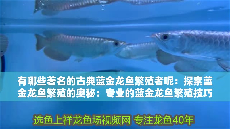 有哪些著名的古典藍金龍魚繁殖者呢：探索藍金龍魚繁殖的奧秘：專業(yè)的藍金龍魚繁殖技巧
