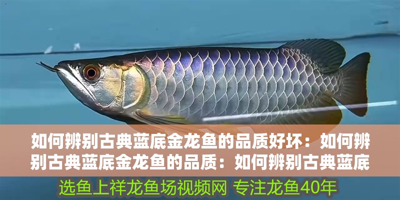 如何辨別古典藍底金龍魚的品質好壞：如何辨別古典藍底金龍魚的品質：如何辨別古典藍底金龍魚的品質 如何辨別古典藍底金龍魚的品質好壞：如何辨別古典藍底金龍魚的品質：如何辨別古典藍底金龍魚的品質 水族問答