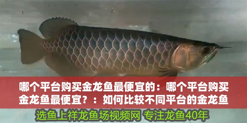 哪個平臺購買金龍魚最便宜的：哪個平臺購買金龍魚最便宜？：如何比較不同平臺的金龍魚