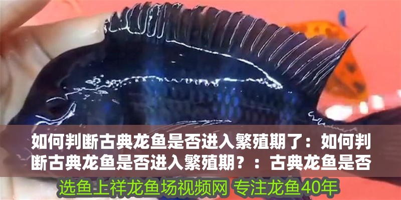 如何判斷古典龍魚是否進入繁殖期了：如何判斷古典龍魚是否進入繁殖期？：古典龍魚是否已經進入繁殖期