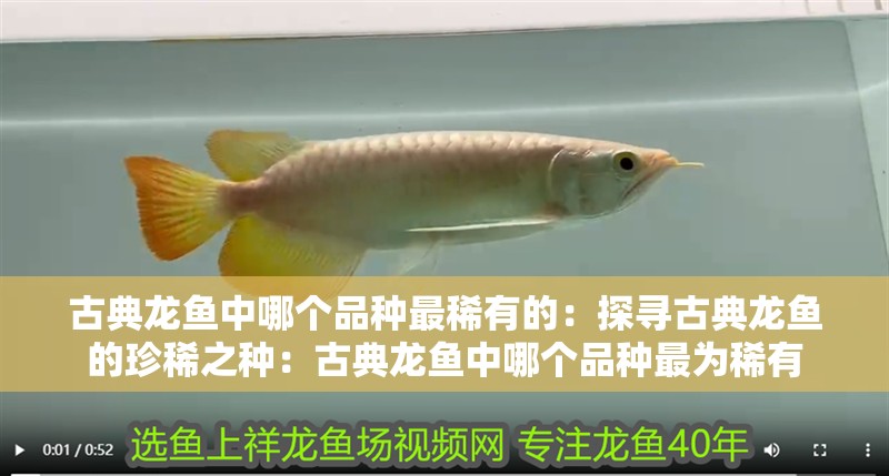 古典龍魚中哪個品種最稀有的：探尋古典龍魚的珍稀之種：古典龍魚中哪個品種最為稀有