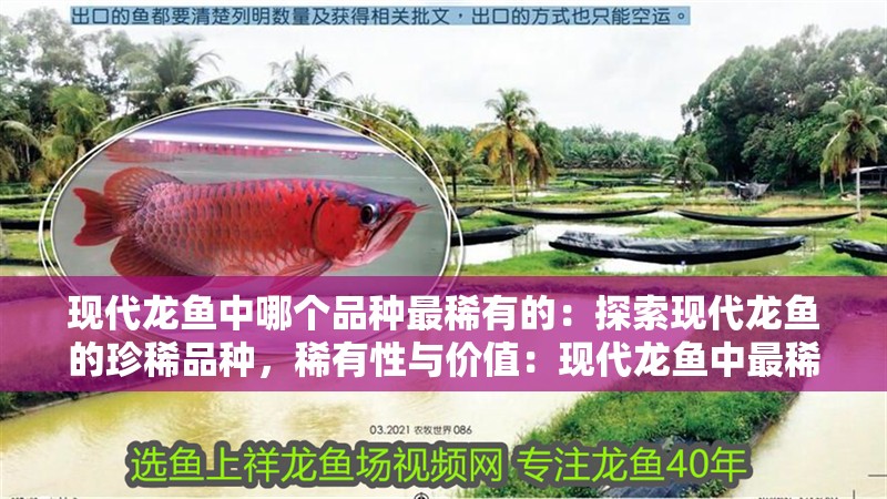 現代龍魚中哪個品種最稀有的：探索現代龍魚的珍稀品種，稀有性與價值：現代龍魚中最稀有的幾個品種