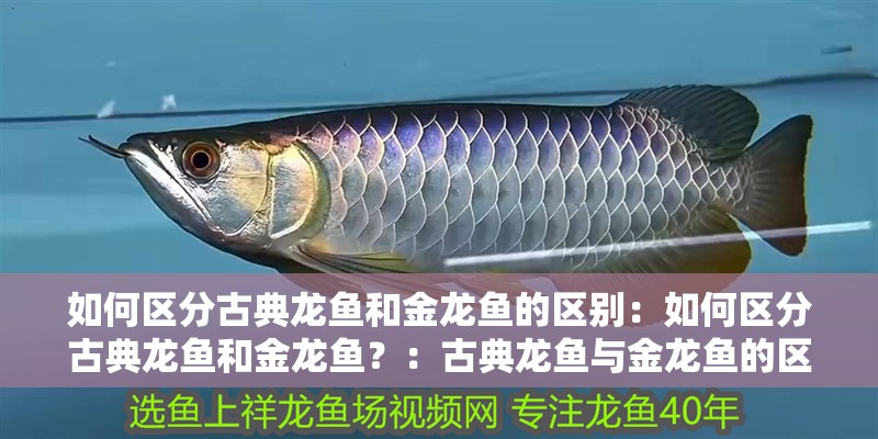 如何區分古典龍魚和金龍魚的區別：如何區分古典龍魚和金龍魚？：古典龍魚與金龍魚的區別