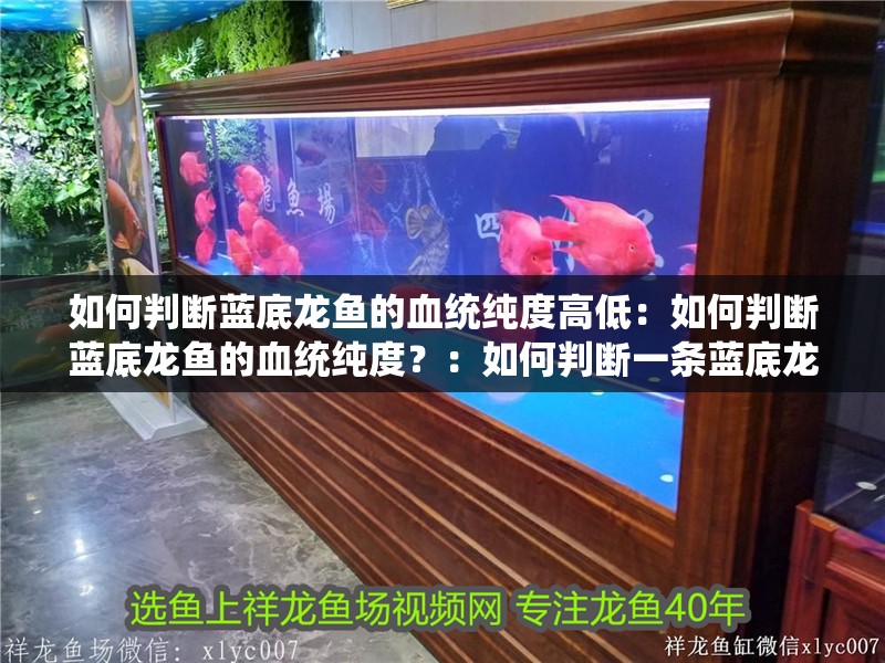 如何判斷藍底龍魚的血統純度高低：如何判斷藍底龍魚的血統純度？：如何判斷一條藍底龍魚的血統純度