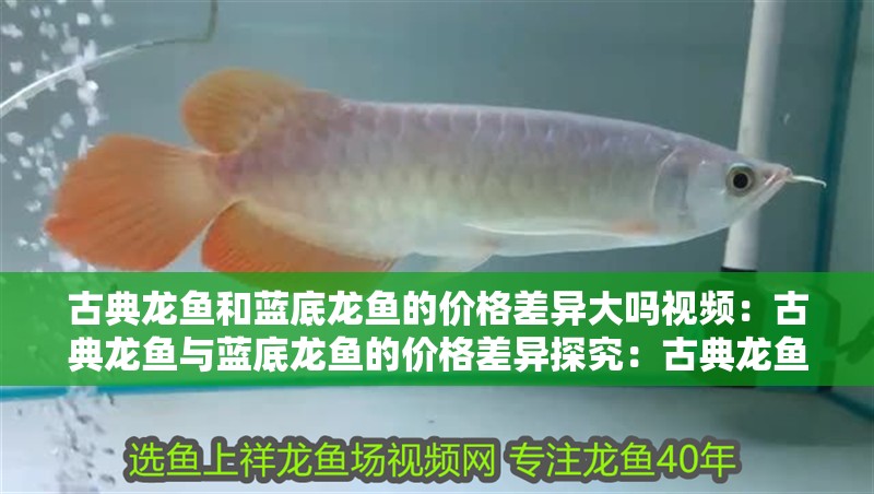 古典龍魚和藍底龍魚的價格差異大嗎視頻：古典龍魚與藍底龍魚的價格差異探究：古典龍魚與藍底龍魚的價格差異