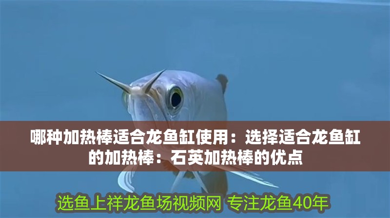 哪種加熱棒適合龍魚缸使用：選擇適合龍魚缸的加熱棒：石英加熱棒的優點