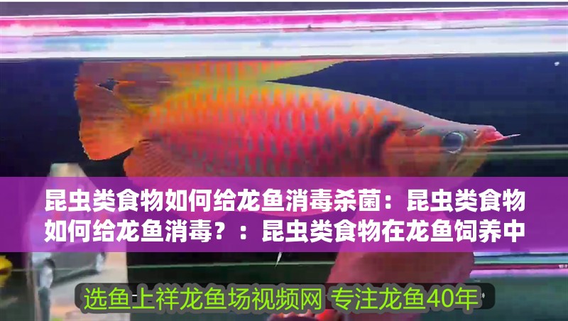 昆蟲類食物如何給龍魚消毒殺菌：昆蟲類食物如何給龍魚消毒？：昆蟲類食物在龍魚飼養(yǎng)中的作用
