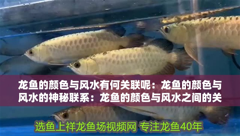 龍魚的顏色與風水有何關聯呢：龍魚的顏色與風水的神秘聯系：龍魚的顏色與風水之間的關系