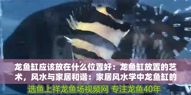 龍魚缸應該放在什么位置好：龍魚缸放置的藝術，風水與家居和諧：家居風水學中龍魚缸的選擇