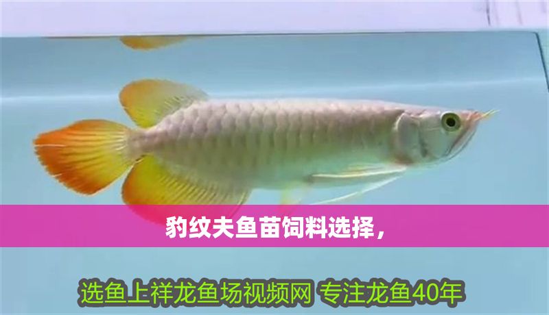 豹紋夫魚苗飼料選擇，