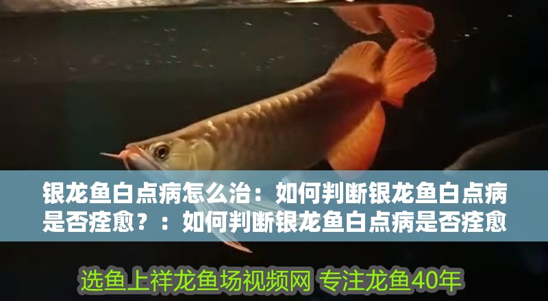 銀龍魚白點(diǎn)病怎么治：如何判斷銀龍魚白點(diǎn)病是否痊愈？：如何判斷銀龍魚白點(diǎn)病是否痊愈