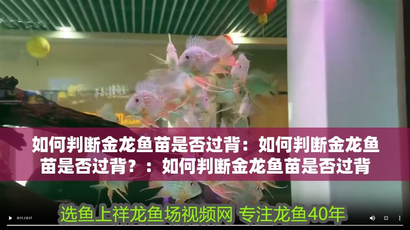 如何判斷金龍魚苗是否過背：如何判斷金龍魚苗是否過背？：如何判斷金龍魚苗是否過背