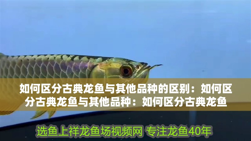 如何區分古典龍魚與其他品種的區別：如何區分古典龍魚與其他品種：如何區分古典龍魚