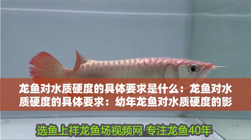 龍魚對水質硬度的具體要求是什么：龍魚對水質硬度的具體要求：幼年龍魚對水質硬度的影響，龍魚的健康生長遲緩等問題