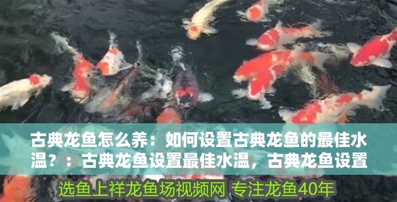 古典龍魚怎么養：如何設置古典龍魚的最佳水溫？：古典龍魚設置最佳水溫，古典龍魚設置最佳的水溫是最佳水溫