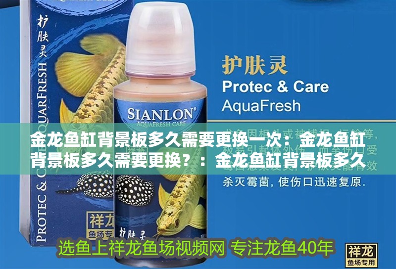 金龍魚缸背景板多久需要更換一次：金龍魚缸背景板多久需要更換？：金龍魚缸背景板多久更換一次