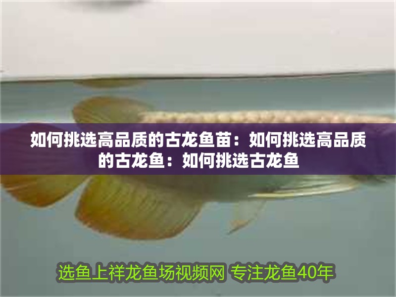 如何挑選高品質(zhì)的古龍魚苗：如何挑選高品質(zhì)的古龍魚：如何挑選古龍魚