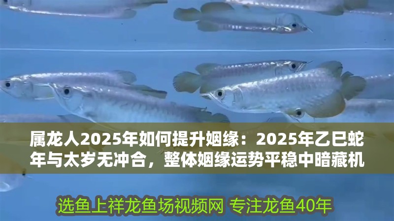 屬龍人2025年如何提升姻緣：2025年乙巳蛇年與太歲無沖合，整體姻緣運勢平穩中暗藏機遇
