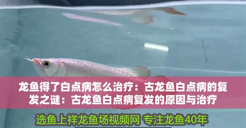 龍魚得了白點病怎么治療：古龍魚白點病的復發之謎：古龍魚白點病復發的原因與治療