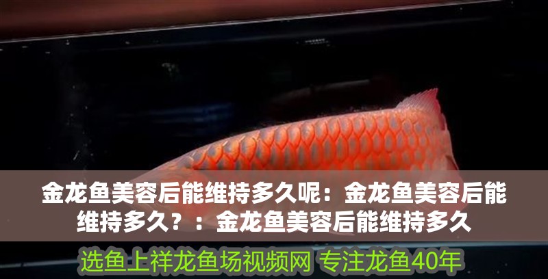 金龍魚美容后能維持多久呢：金龍魚美容后能維持多久？：金龍魚美容后能維持多久