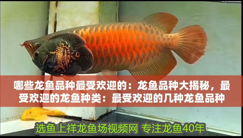 哪些龍魚品種最受歡迎的：龍魚品種大揭秘，最受歡迎的龍魚種類：最受歡迎的幾種龍魚品種