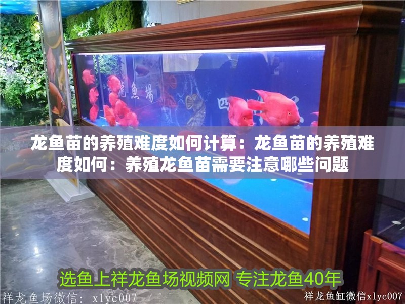 龍魚苗的養殖難度如何計算：龍魚苗的養殖難度如何：養殖龍魚苗需要注意哪些問題