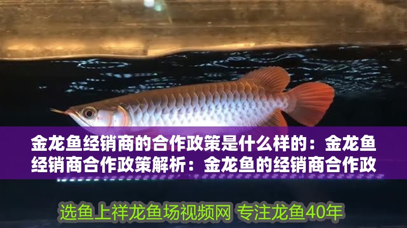 金龍魚經銷商的<strong><mark>合作</mark></strong>政策是什么樣的：金龍魚經銷商<strong><mark>合作</mark></strong>政策解析：金龍魚的經銷商<strong><mark>合作</mark></strong>政策