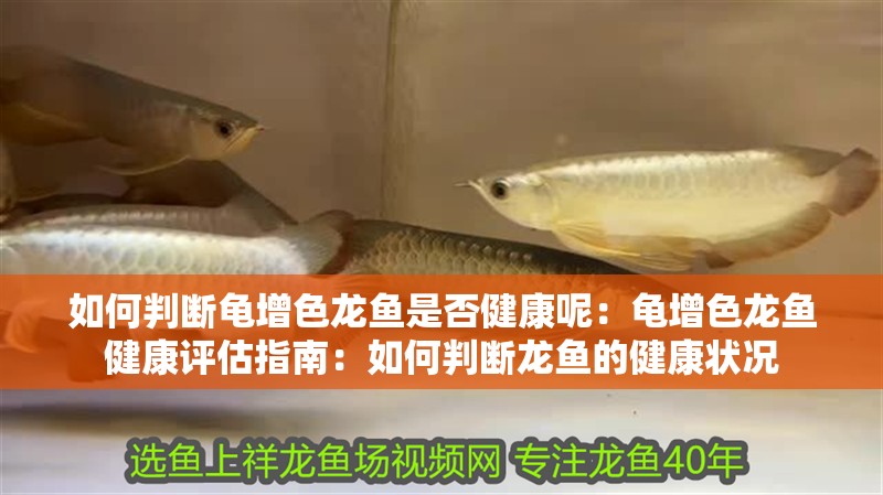如何判斷龜增色龍魚是否健康呢：龜增色龍魚健康評估指南：如何判斷龍魚的健康狀況